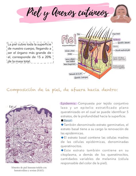 Resumen de piel (epidermis, dermis, hipodermis) | Resúmenes de Anatomía - Docsity