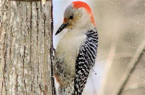 8 Species of Woodpecker in Michigan - Bird Advisors