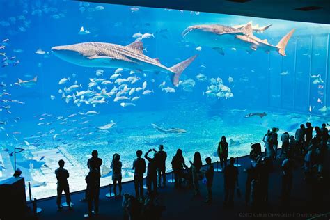 Georgia Aquarium whale shark exhibit | Places I've Been | Pinterest | Georgia aquarium, Places ...