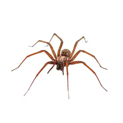 House Spider Identification | House Spiders in Central and Eastern Virginia