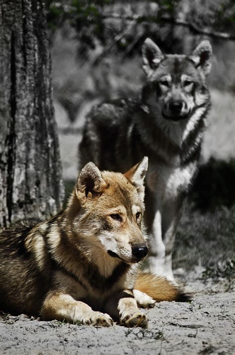 Guardian Wolf Photograph by Trina Talmon - Fine Art America