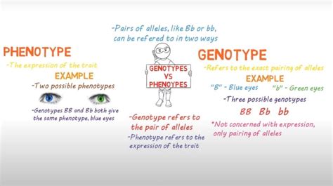 What Is The Difference Between Genotype And Phenotype In Detail | Images and Photos finder