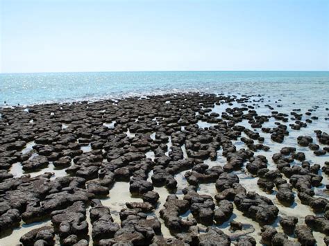 Frontiers | A Proposal for Formation of Archaean Stromatolites before the Advent of Oxygenic ...