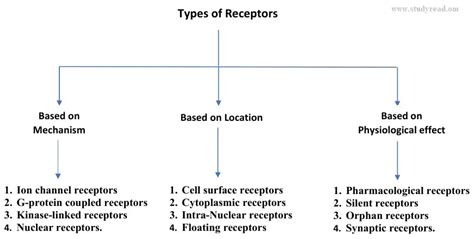 4 Major Types of Receptors | Their Role and Functions in the Body