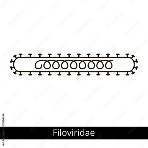 Filoviridae. Classification of viruses. Stock Vector | Adobe Stock