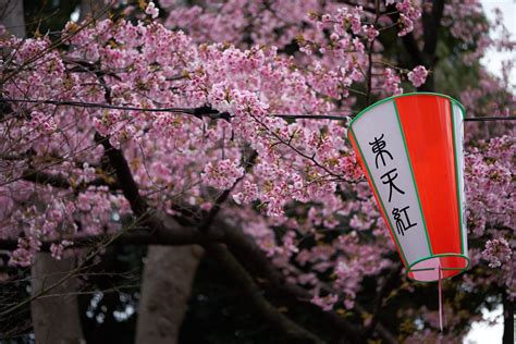 Ueno Cherry Blossom Festival 2022 | japanistry.com