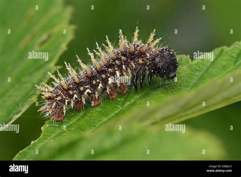 Red Admiral caterpillar (Vanessa atalanta) on plant leaf. Tipperary ...