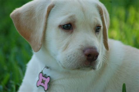 Yellow Lab Puppy Baby Maui | Yellow lab puppy, Baby puppies, Cute animals