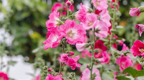 HOLLYHOCK FLOWER ESSENCE | LOTUSWEI