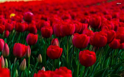 Red Tulips Wallpapers - Wallpaper Cave