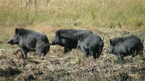 Feral pigs are a problem, but no need to glorify hunting them | Cairns Post