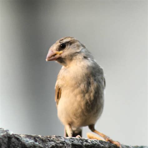 Sparrow . . . . . . . . . . . . . . #sparrows #sparrow #sparrowsofinstagram #birds #birdfreaks # ...