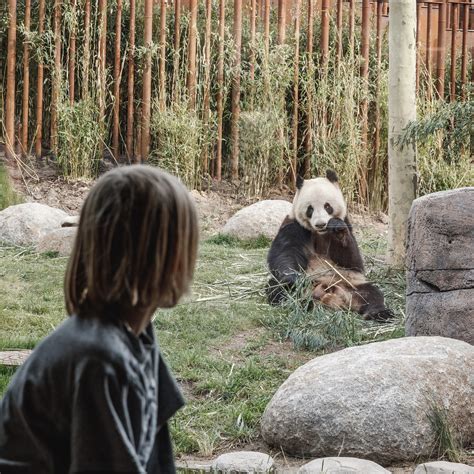 The “Bear” Essentials: Copenhagen Zoo's New Panda Enclosure Makes a BIG Impression - ArchiExpo e ...