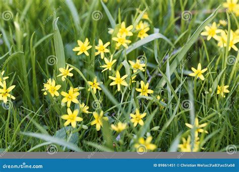 Flowers of Yellow Star of Bethlehem Gagea Lutea Stock Image - Image of ...