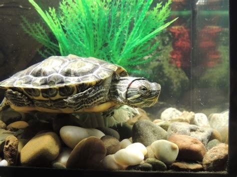 Can Pet Turtles Live With Fish? Temperament & Traits | Pet Keen