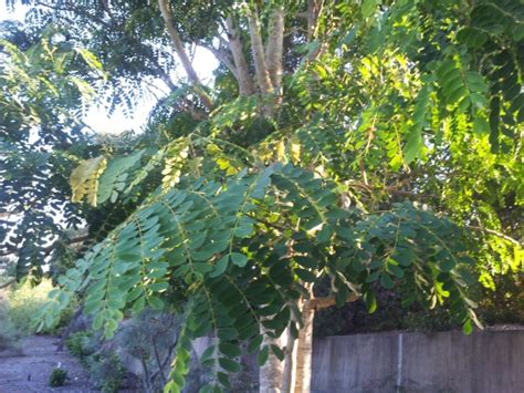 Albizia procera – Mimosa | Gardening With Angus