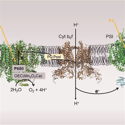 Proposed photosynthetic Z-scheme electron transport in thylakoid ...