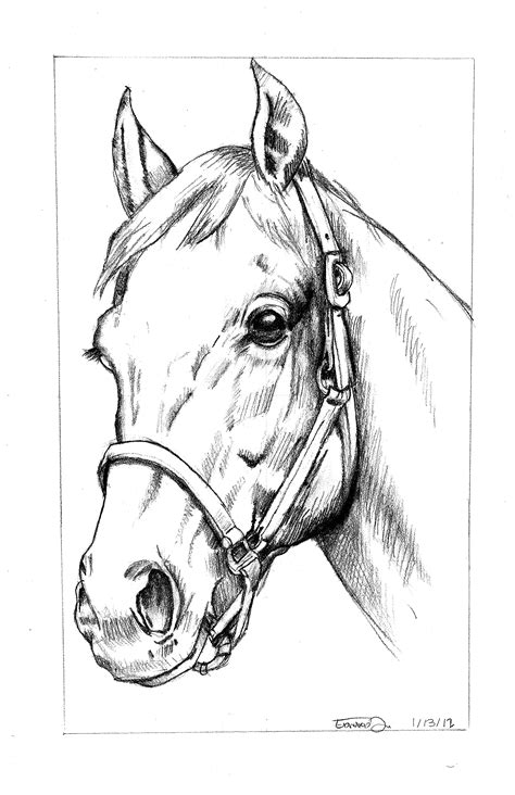 Head Horse Drawing at GetDrawings | Free download