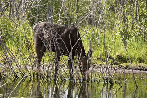 Moose Habitat in Arizona | Sciencing