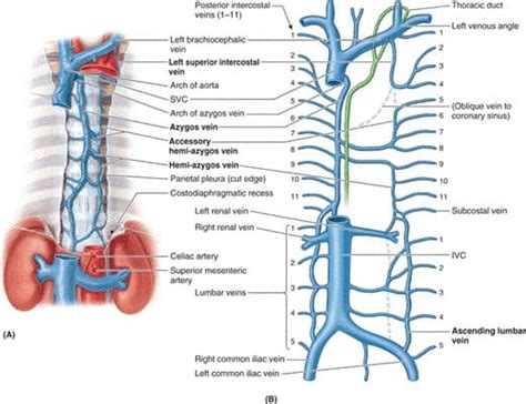 AZYGOUS VENOUS SYSTEM - New