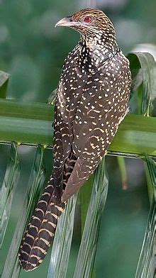 Male Asian Koel ( Eudynamys scolopaceus ) -- The true koels are a genus ...