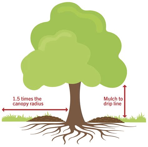 Canopy Trees Diagram