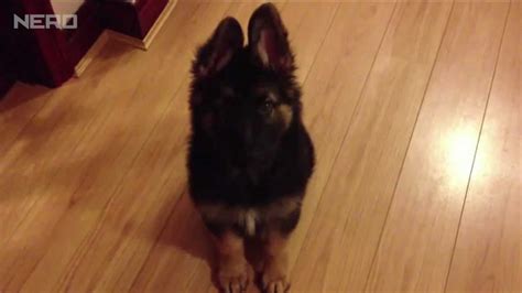 German Shepherd Puppy: First Tricks (10 Weeks) - YouTube