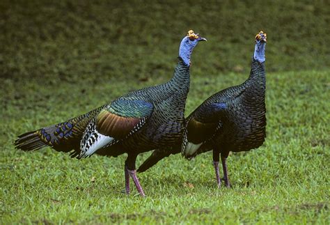 Ocellated Turkey Facts, Range, Habitat, Diet, Calls, Pictures