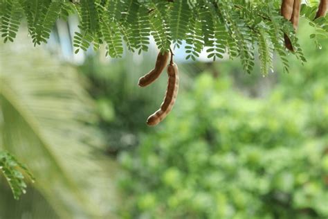 49 Benefits Tamarind Tree Royalty-Free Images, Stock Photos & Pictures | Shutterstock