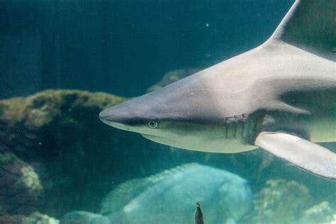 Blacknose Shark Pictures - AZ Animals