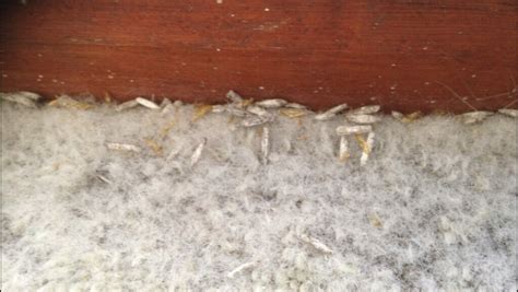 Signs of a Carpet Moth Infestation - Integrum