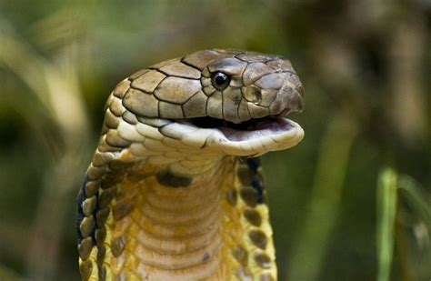 Image result for open mouth reptile | Snake photos, Animals, Snake gift