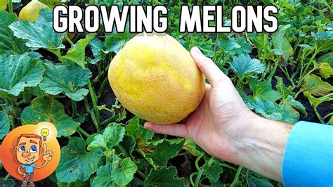 Growing Melon - How melon grows - YouTube