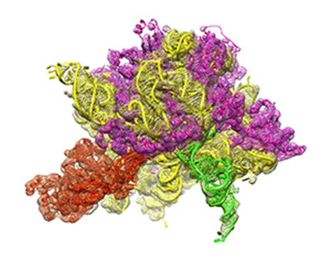 Protein Synthesis Animation Gifs at Best Animations