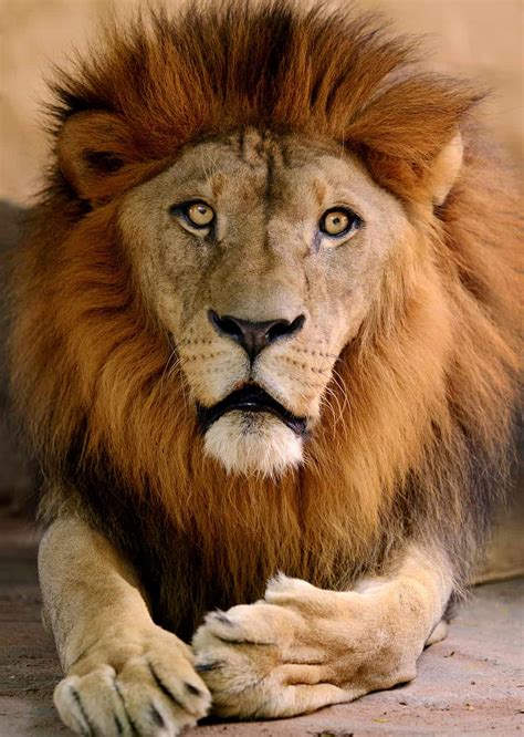 The Lion's Share: Meaning & Origin Revealed - A-Z Animals