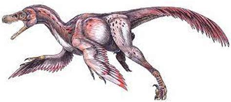 Bambiraptor Dinosaur, Facts | Information - Bambiraptor feinbergi