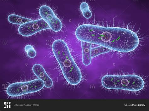 3d illustration of Salmonella sp. bacteria showing internal structure. stock photo - OFFSET