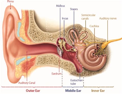 Itchy Ears – Inside Ear Canal Meaning, Causes, Allergies, Treatment ...