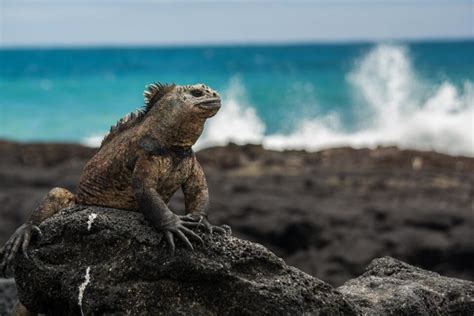 The Christmas Iguana - Galapagos Conservation Trust