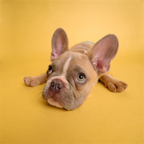 Do French bulldogs have health problems? - FrenchBulldogio