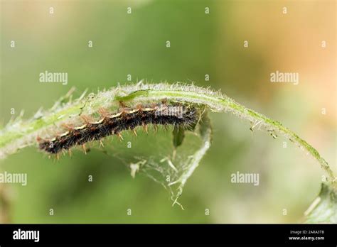 Painted lady caterpillar Stock Photo - Alamy