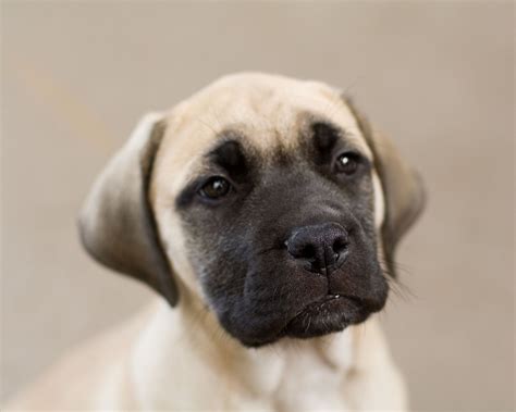 English Mastiff puppy photo and wallpaper. Beautiful English Mastiff ...