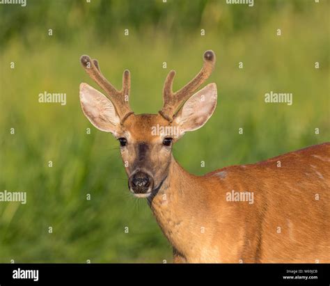 Closeup of young buck whitetail deer with velvet antlers on a sunny summer morning Stock Photo ...