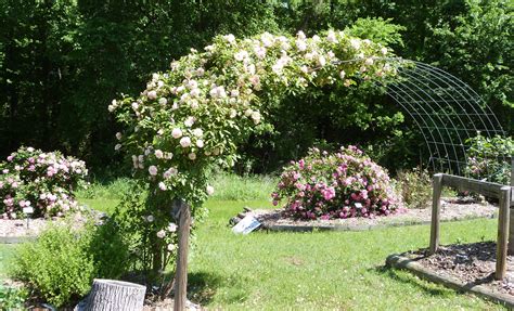 New Dawn Earth-Kind® Climbing Rose - Cypress Basin Master Gardeners Association