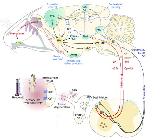 Nociception and olfaction in PD. Sensory processing of nociception ...