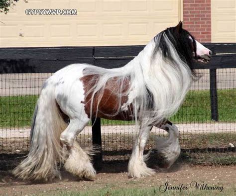 Gypsy Vanner Horse. Dazzling Bobby. Incredible mane & tail! | Gypsy vanner horse, Horses, Gypsy ...