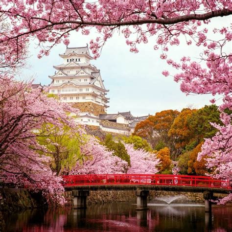 Japanese cherry blossom or sakura trees garden at Himeji castle in Japan | Cherry blossom japan ...