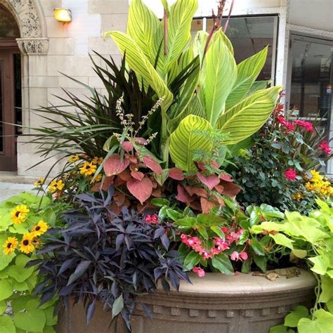 Full Sun Container Plant / 25+ Gorgeous Full Sun Container Plants Ideas ...