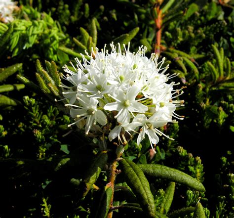 Labrador Tea: An abundant local edible wild plant — Food First NL