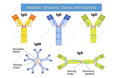 Antibody: Structure, classes and functions